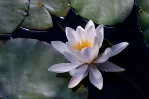 Image of Pension Appartement Lanzer