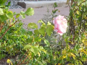 Image of Apple Orchard Inn