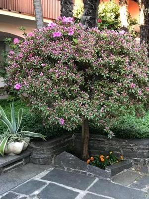 Image of Garni Florida