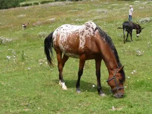 Image of Le Moulin Berthon
