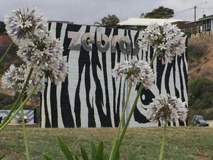 Image of Zebras