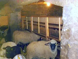 Image of Ferme De La Belette Joyeuse