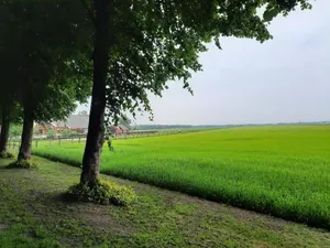 Image of Vledderstee