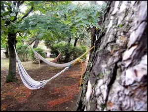 Image of La Vigne et L'Olivier