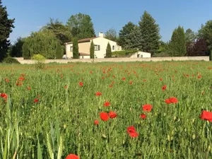 Image of The Willow Tree