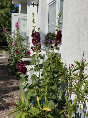 Image of Hotel Waldperle