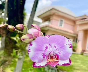 Image of Flower House Villa