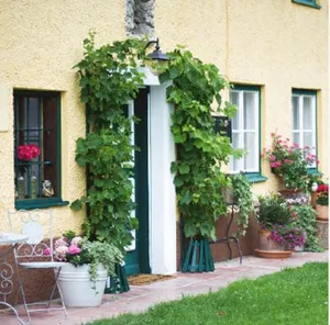 Image of Ferienwohnung Alpenblick