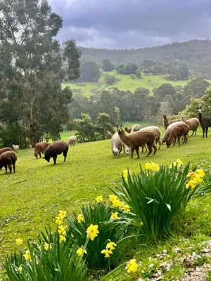 Image of Pennyroyal Otways Retreat