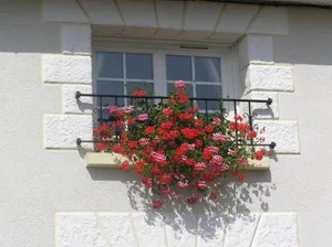 Image of Le Renard