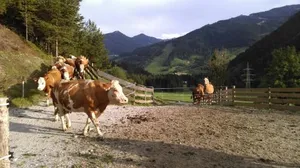 Image of Saumerhof
