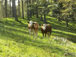 Image of Feichtingerhof