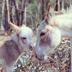 Image of Donkey Tales Farm Cottages