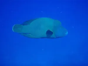 Image of Shamar Guesthouse & Dive