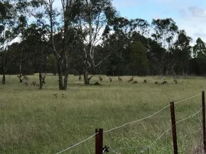 Image of Lovedale Red Gum Cottage