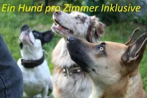 Image of Pension Sonnleit´n - Urlaub mit Hund