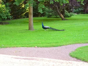Image of Chambres d’Hôtes la Chouannière