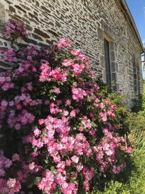 Image of La Corbonniere
