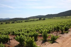 Image of Domaine De Sigalous
