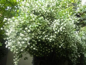 Image of Le Cloitre du Couvent