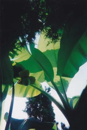 Image of Appartement La Bananeraie