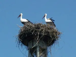 Image of Ferienappartements Schweizer Haus