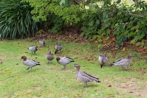 Image of Leura Fairways West