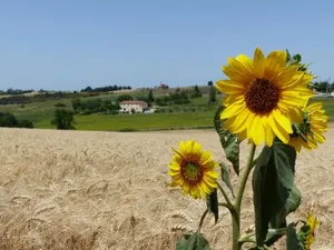 Image of Gites des Camparros
