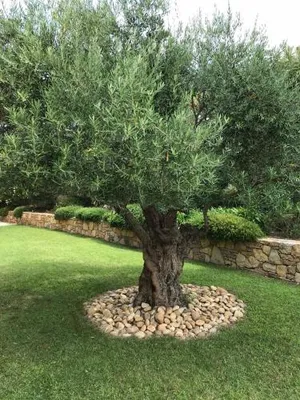 Image of Belle villa dans clos privé - Saint Raphaël Boulouris