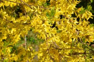 Image of Bad Schauenburg