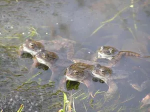 Image of Pension Groenewoud appartementen vrijdag tot maandag en maandag tot vrijdag