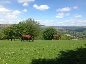 Image of Ty Shon Jacob Farm