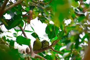 Image of Hotel Birds View