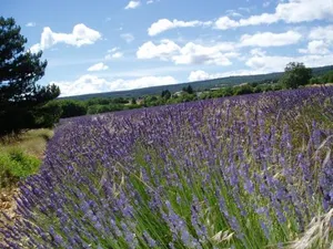 Image of Le Grangeon
