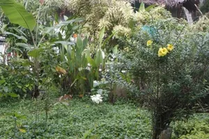 Image of Anitha's Garden Stay