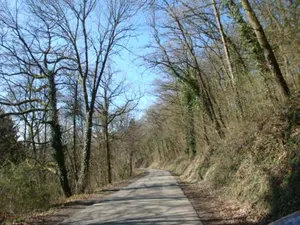 Image of Le poirier de Warre
