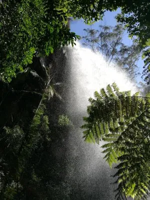 Image of Springbrook Storybook