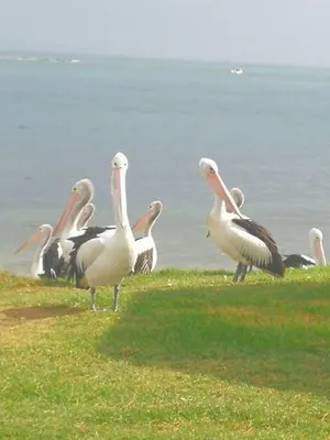 Image of Ruby's @ Culburra Beach