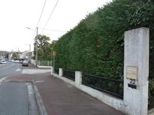 Image of L'Orangine