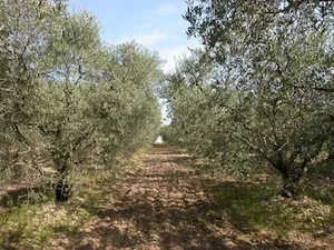 Image of Mas des Fontètes