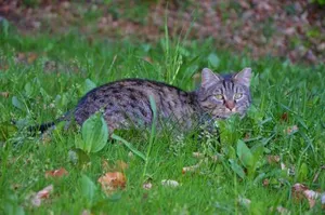 Image of Ferienwohnungen Perhofer