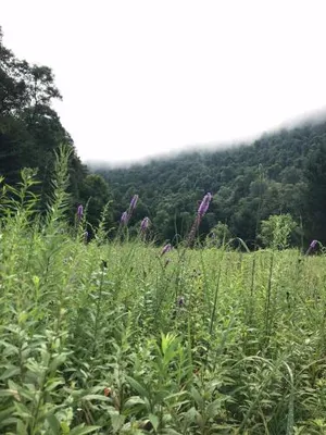 Image of Whispering Meadow