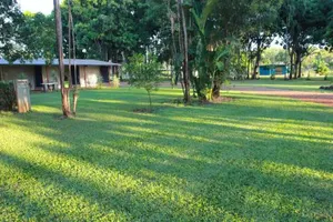 Image of Banyan Tree