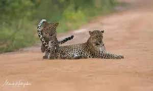 Image of Leopard Corridor Yala