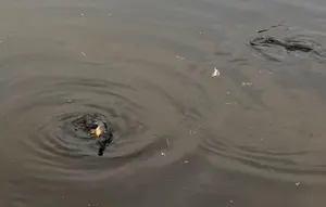 Image of Penguin Seaside Homestay