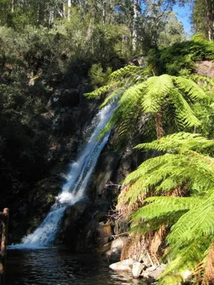 Image of Goldberryaccommodation