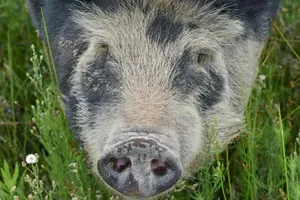 Image of Happy Pig Farm