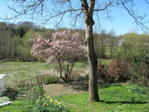 Image of Les Chevrefeuilles