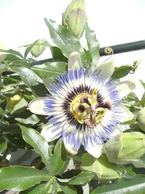 Image of Pension Waldhof