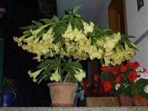 Image of Pension Appartement Ambrosi